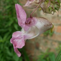 Himalayan Balsam